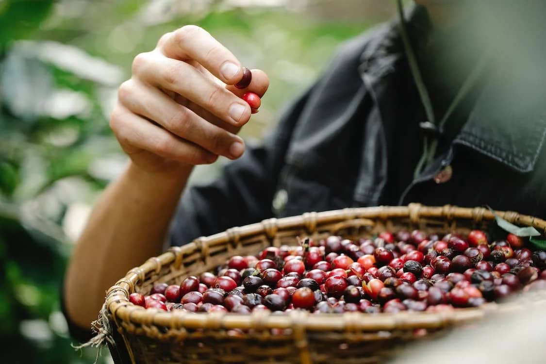 Coffee Farms in Costa Rica 