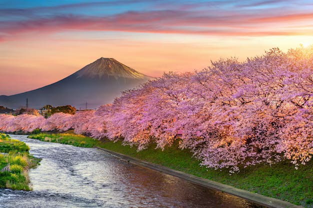 cherry-blossoms-japan